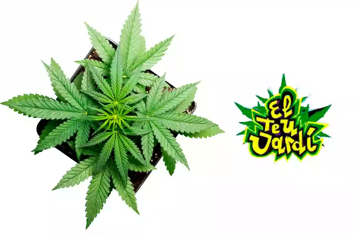 Grow Shop En Girona EL TEU JARDÍ