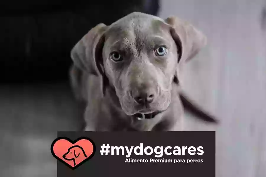 mydogcares