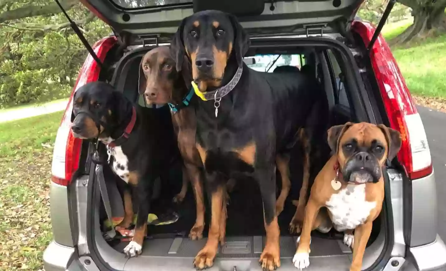 TKC Dobermanns