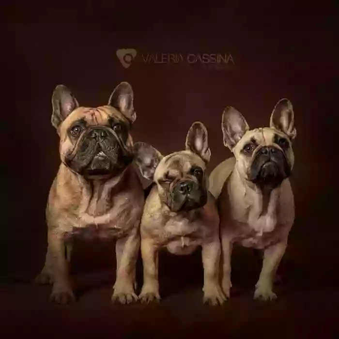 Tempo de Valiva. Cria y seleccion del Bulldogs Francés.