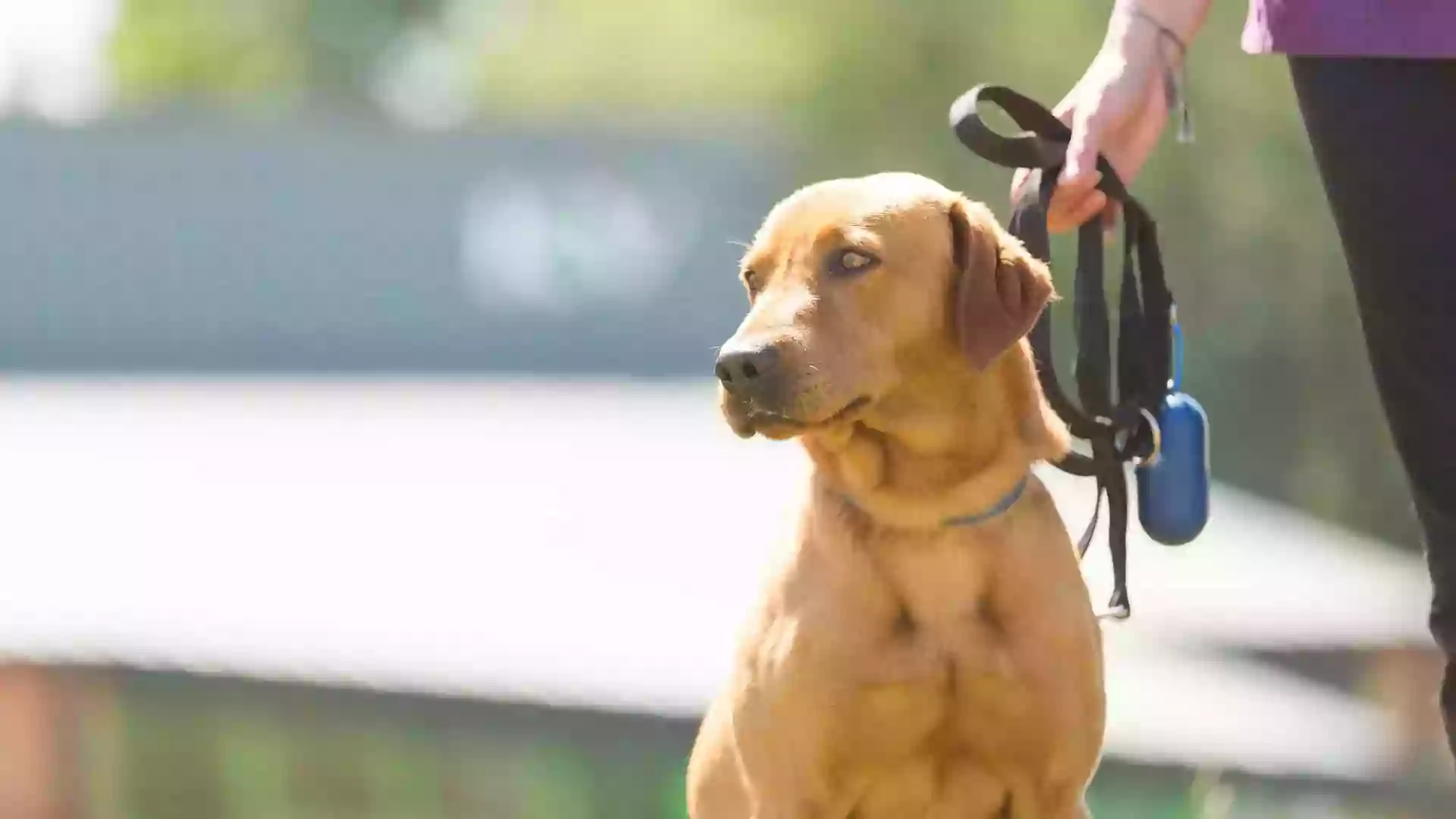 Su Veterinario Parla-Sur