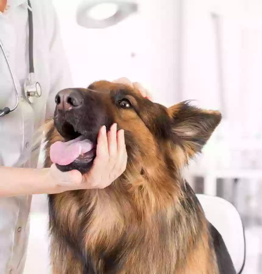 Centro Clínico Veterinario Ciudad de Los Ángeles