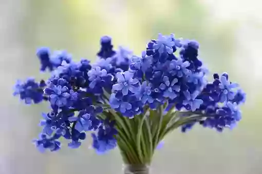 LANTANA PSICOLOGÍA Y FAMILIA