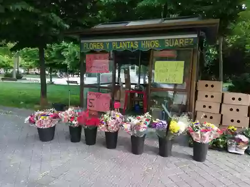 Flores y Plantas Hnos Suarez