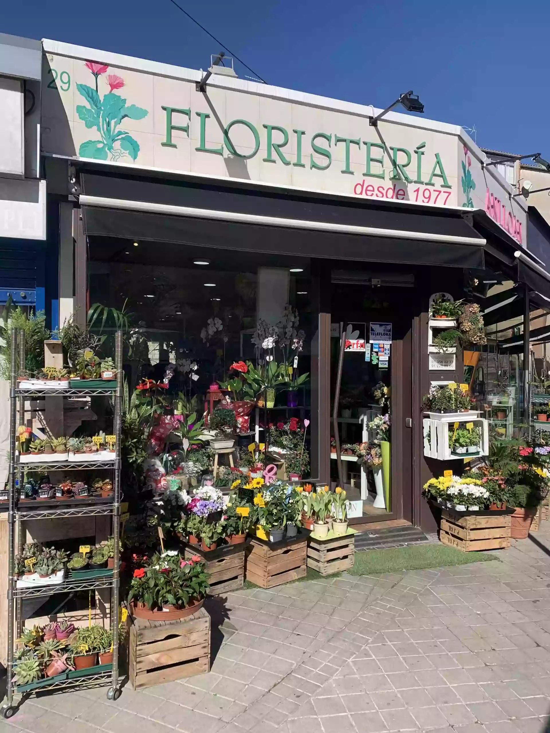 Anlloan Floristería