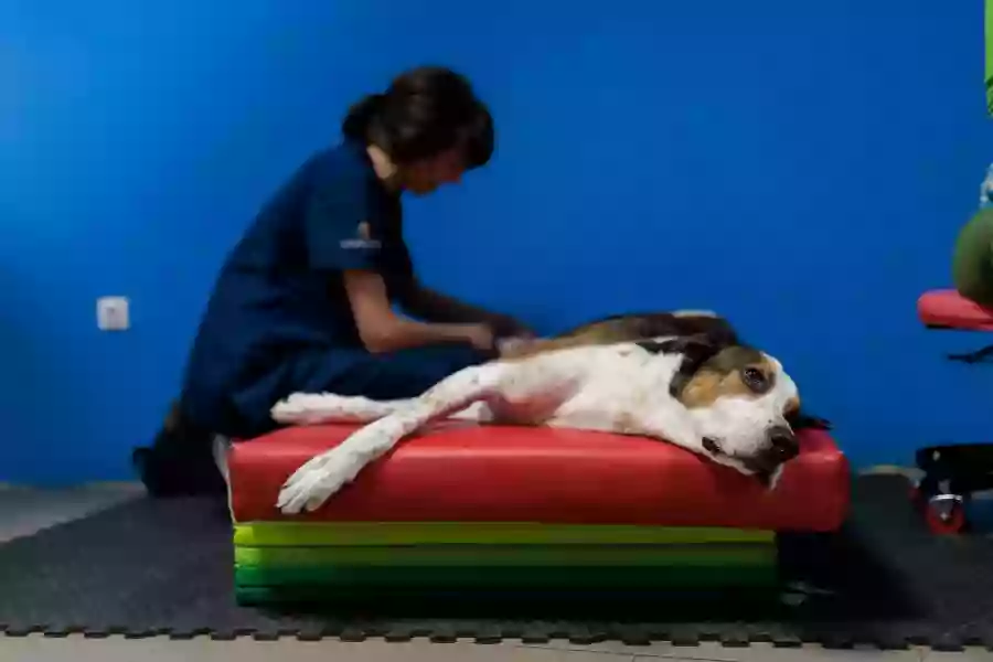 FisioMasVet Rehabilitación Veterinaria