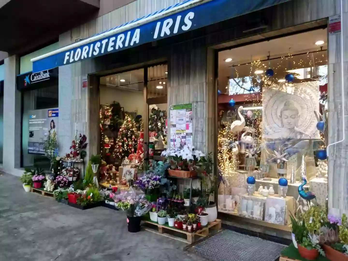 Floristería Iris