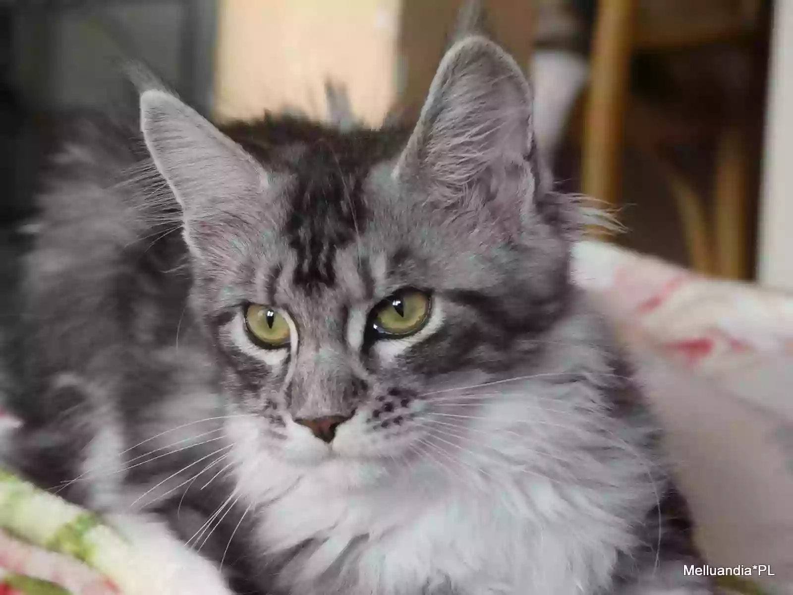 Maine Coon Silky Dream