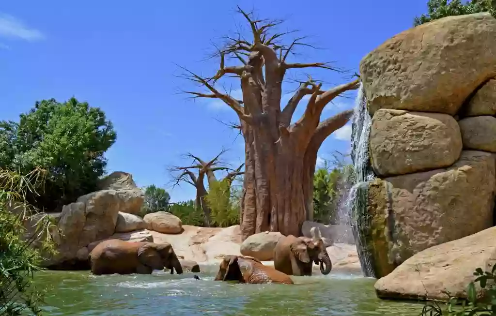 Bosque de baobabs.