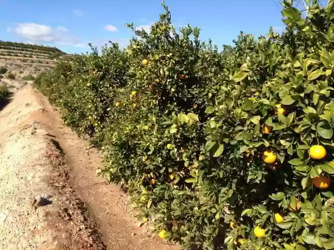 Naranjas Online de Valencia ~ Finca El Carraixet