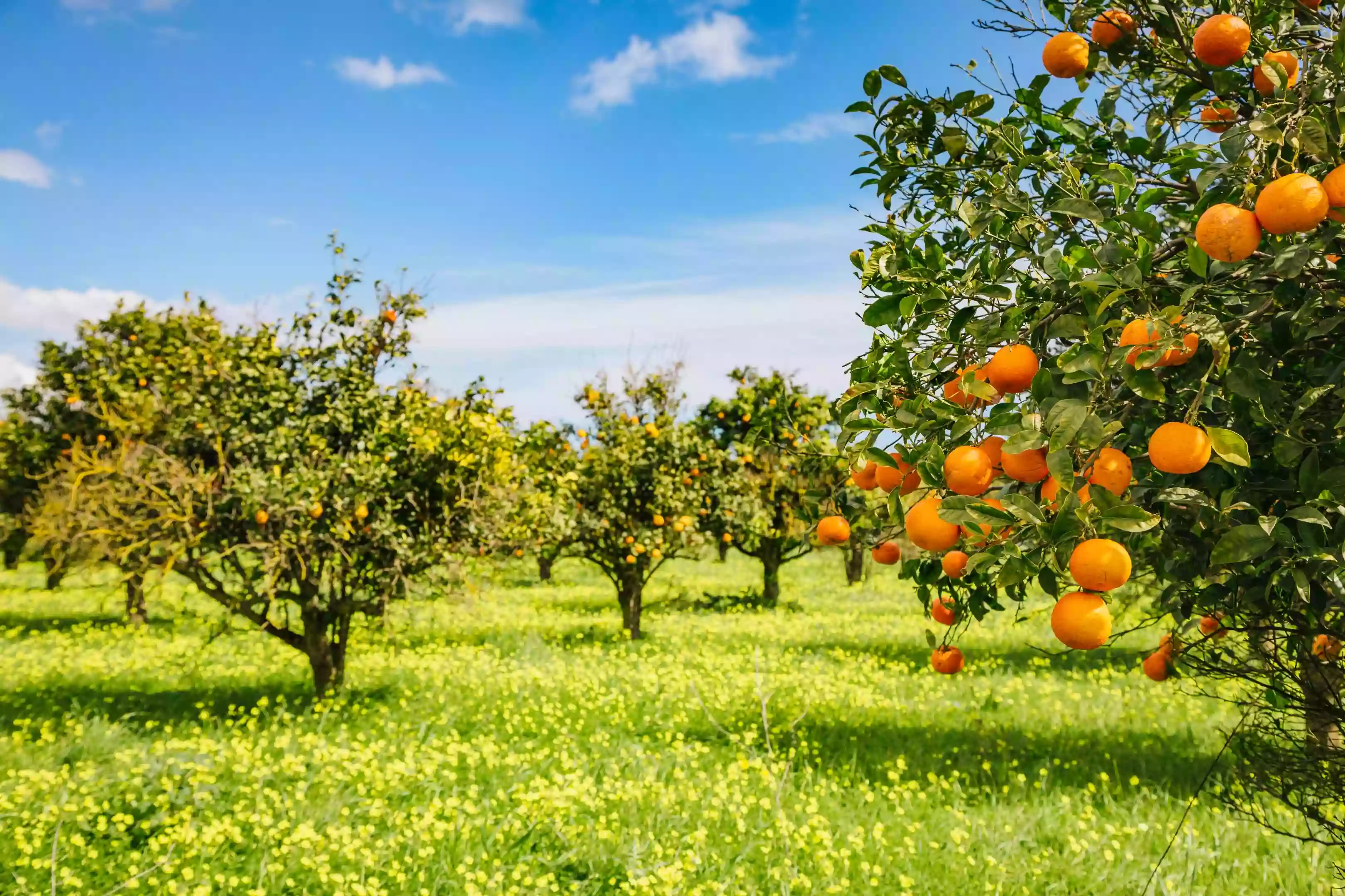 Naranjas de Valencia