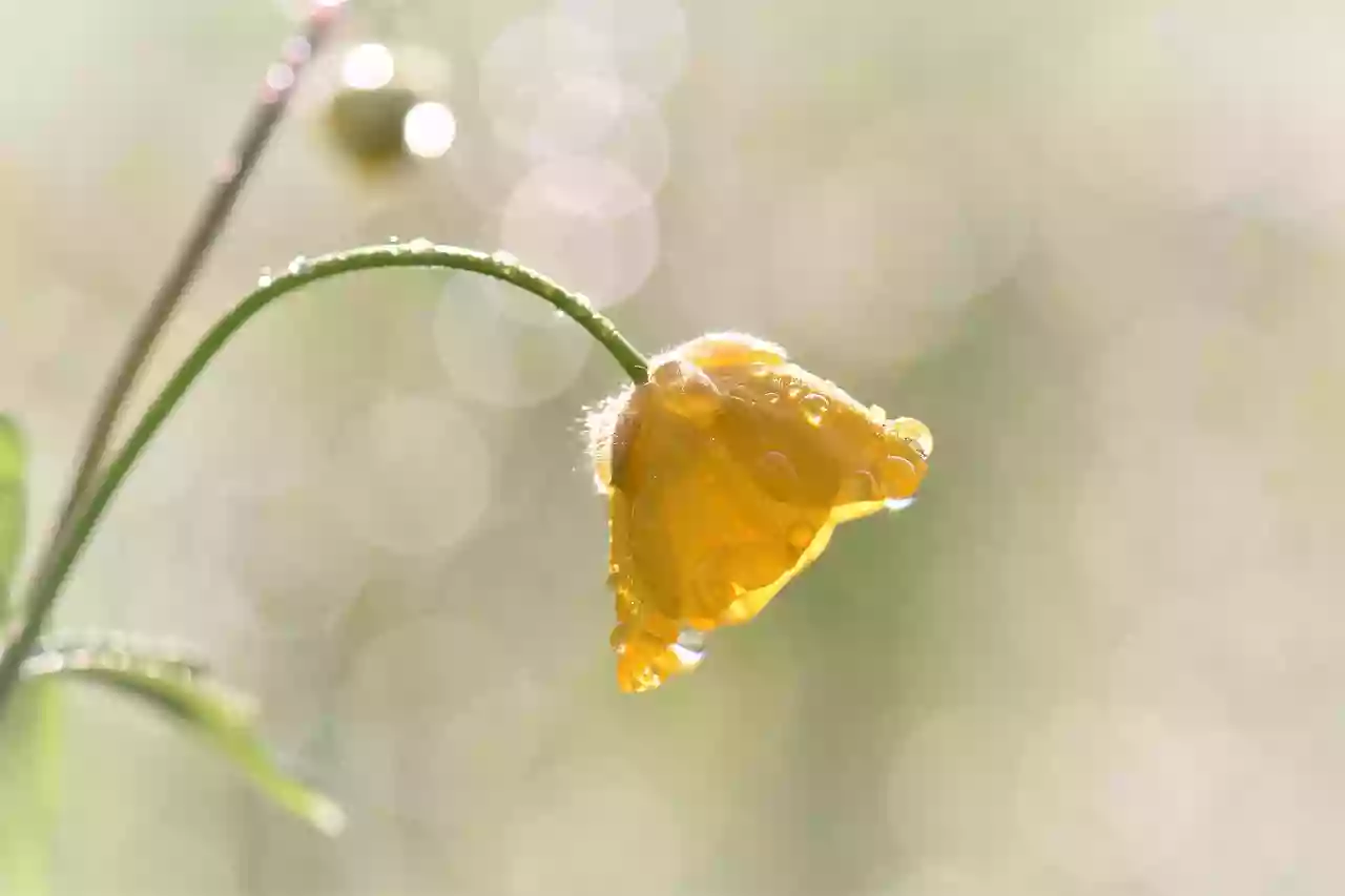 Raquel Cabo - Terapias Naturales - Esencias Florales.SOLO CITA PREVIA