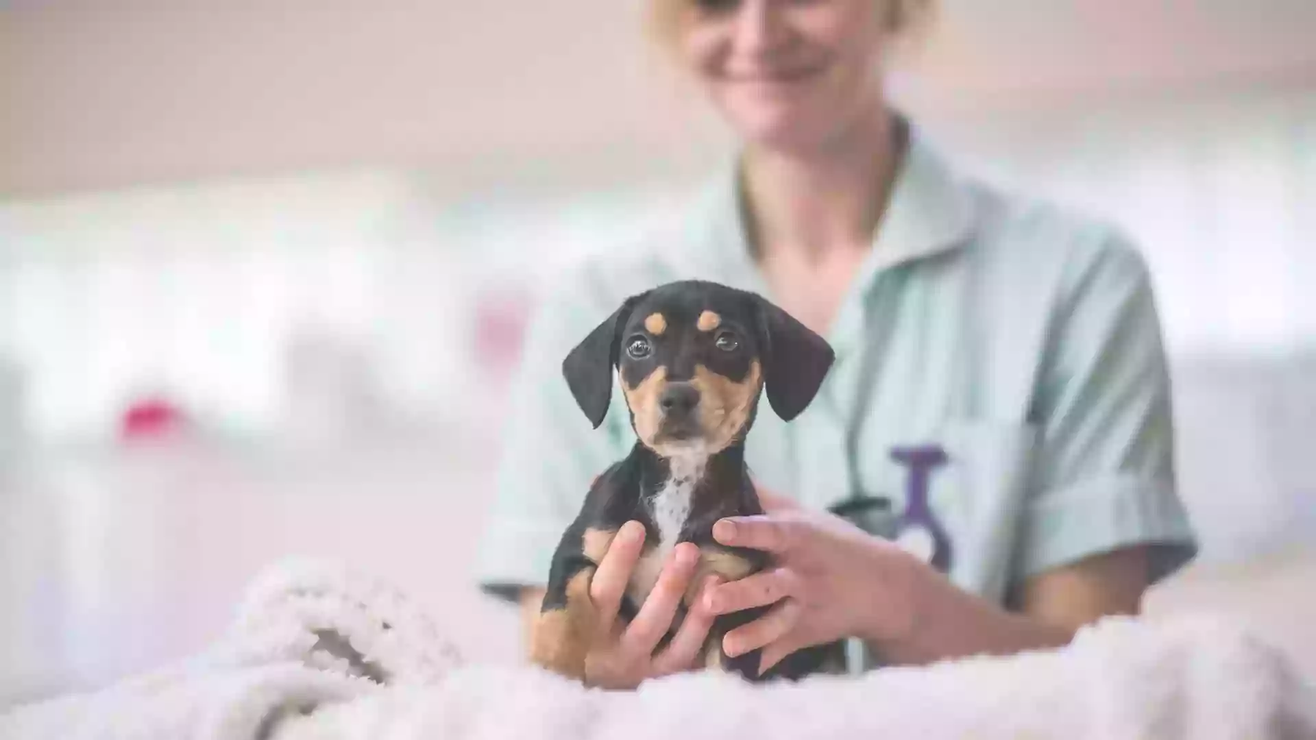 Clinique Vétérinaire des Léchères