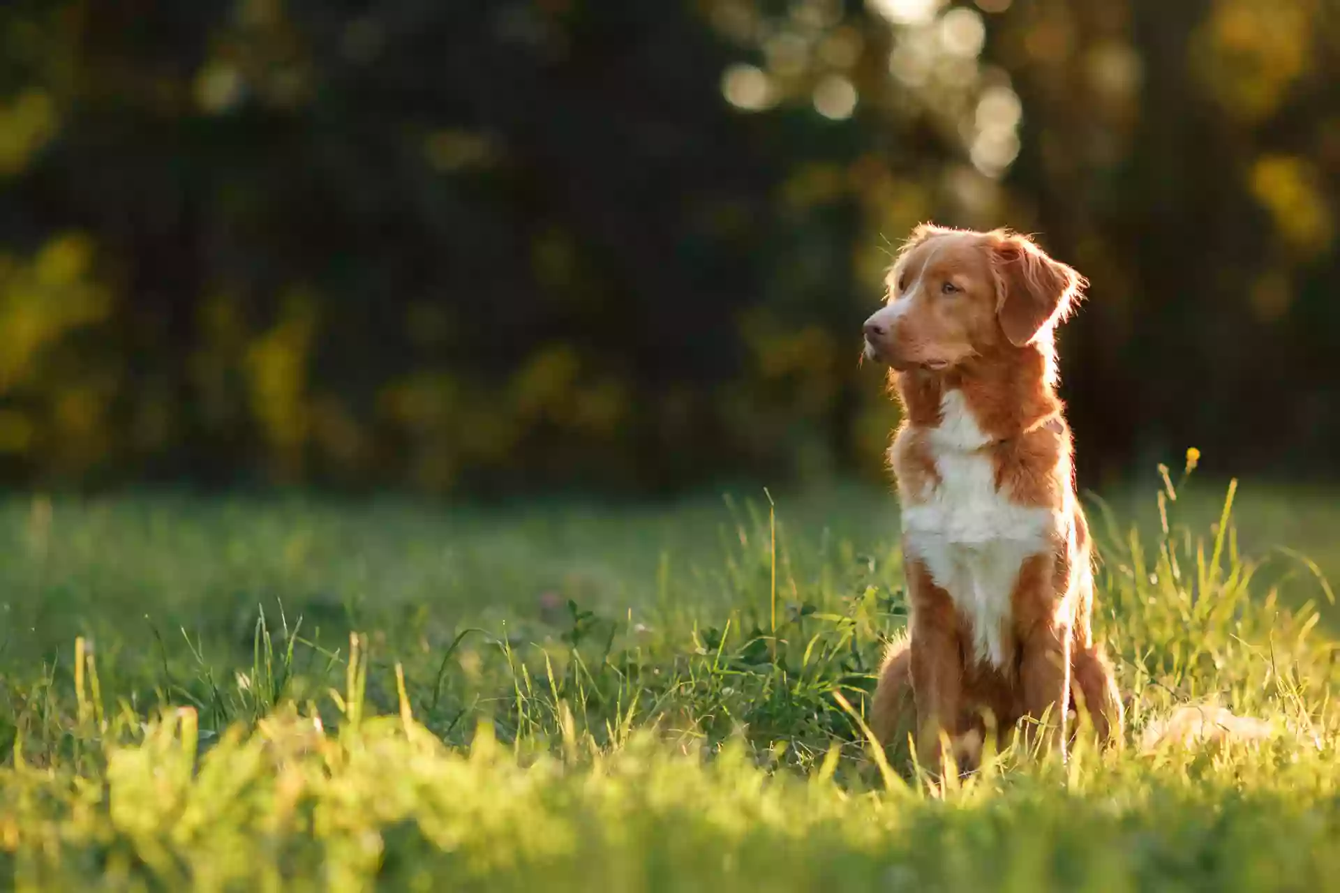 Chien en Mouvement