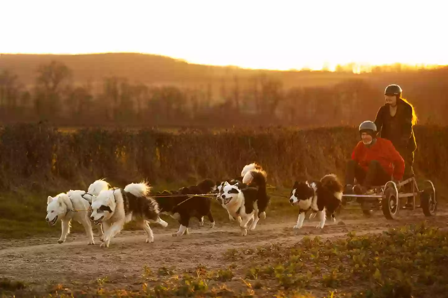 Wood'cie Ranch Canin - kart à chien et cani randonnée