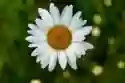 Marguerite dynamique - aide à domicile