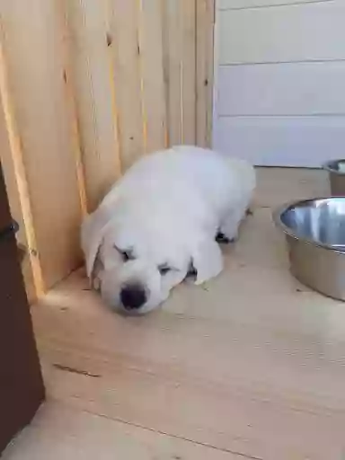 Dépôt de croquettes, croquettes pour chien.