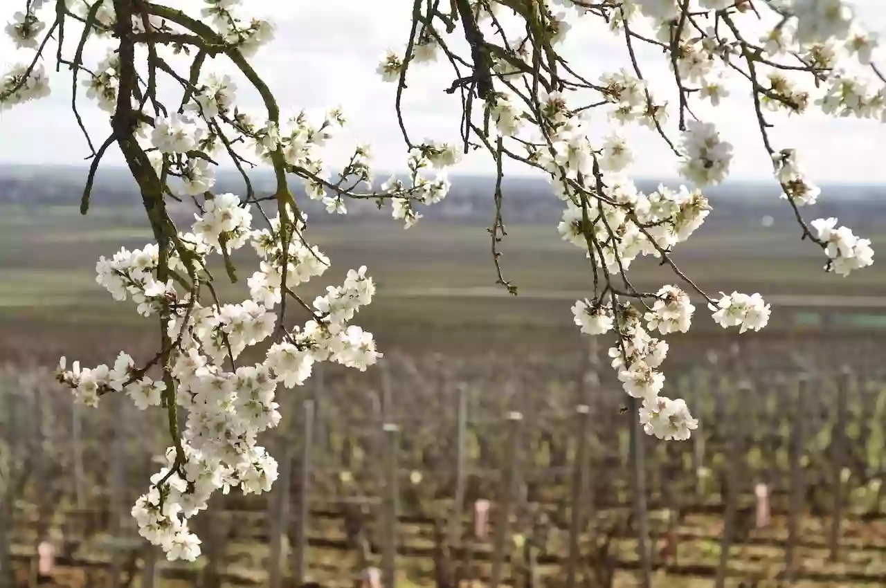 Little Montrachet House