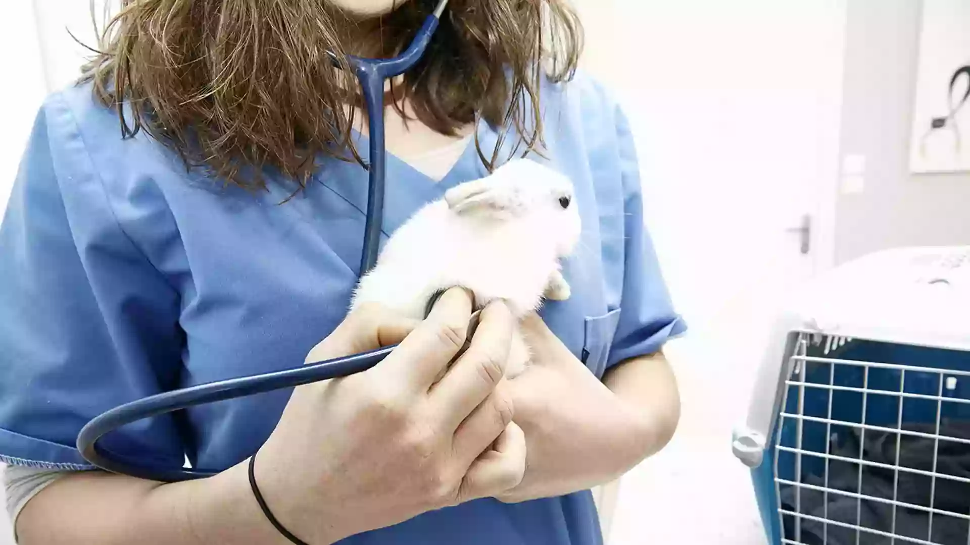 Clinique vétérinaire Vétiroise de Landerneau