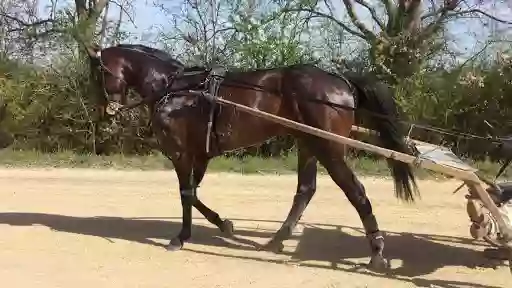 Ty Clinik, Médecine Vétérinaire Equine. 24/24, 7/7. Vétérinaire équin Rennes