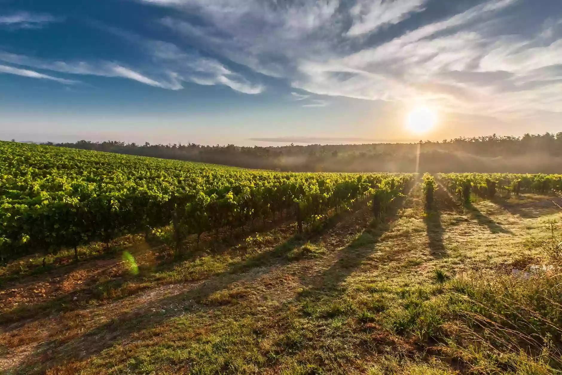 Aux Origines du Vin