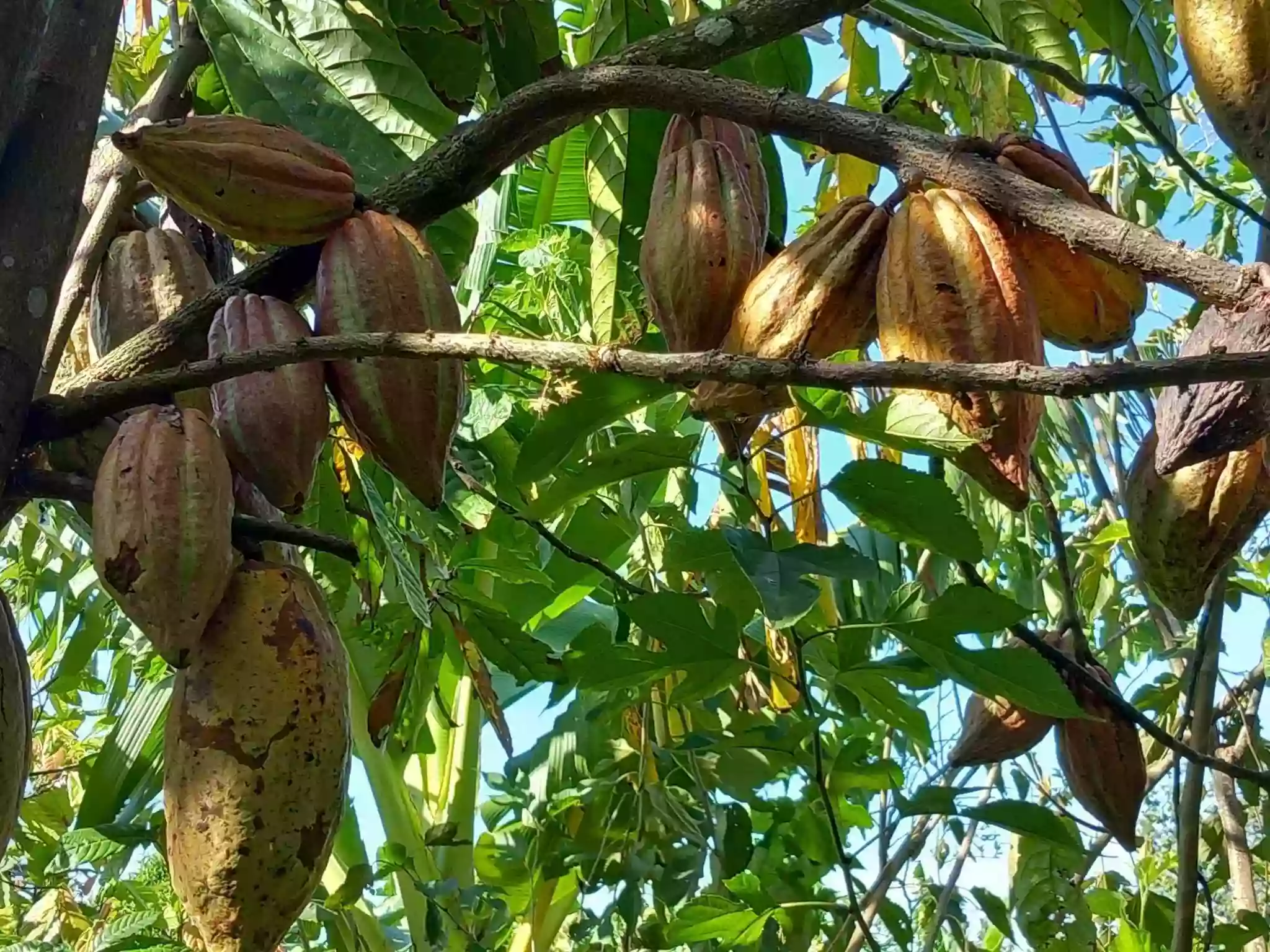 Arts et Épices de Madagascar