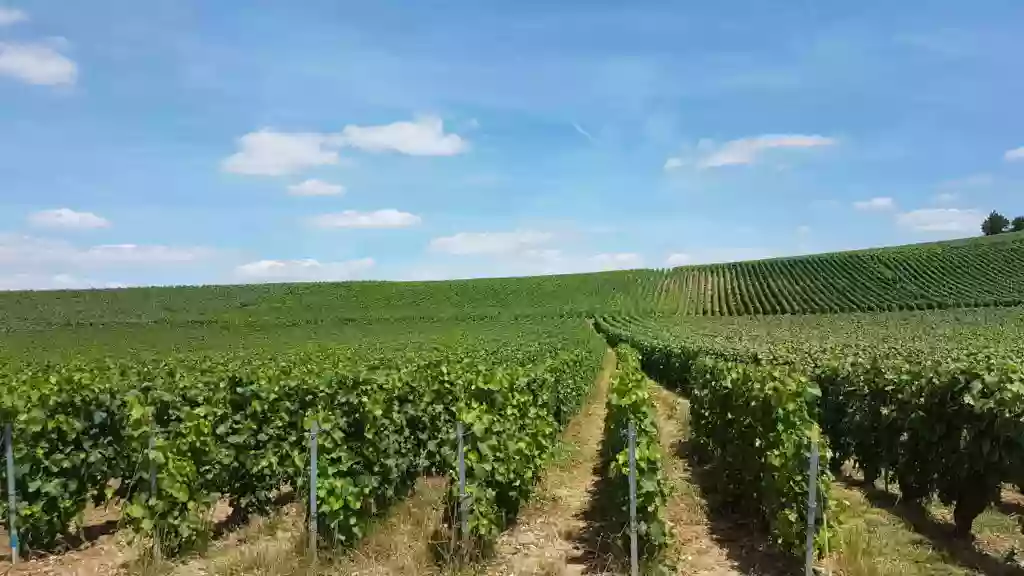 Le Cocon en Champagne - Ay Champagne