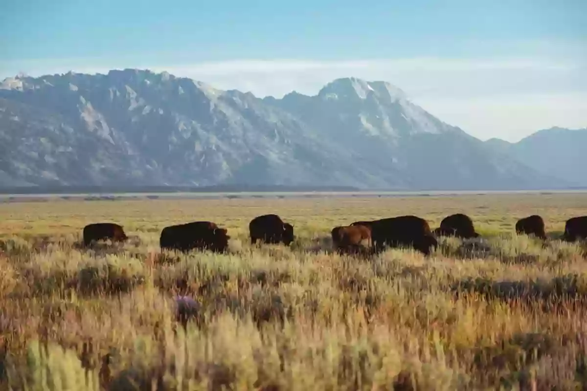 Ranch des bisons