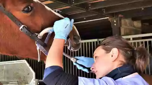 Dentiste équin Fanny Bellard