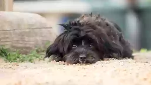 Un Très Beau Chien