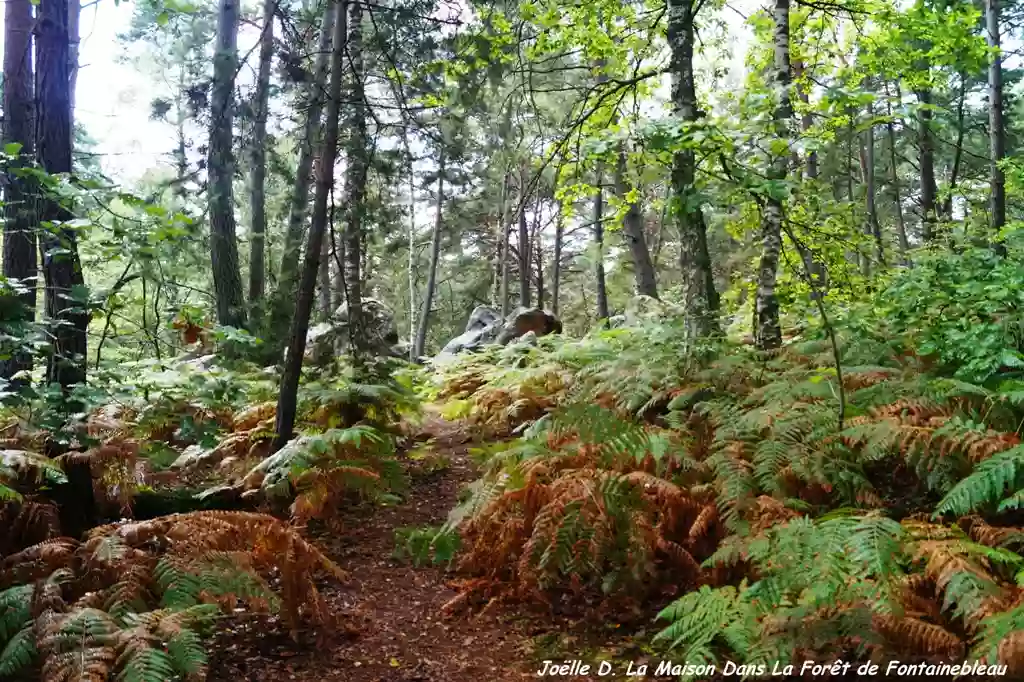 La Maison dans la Forêt de Fontainebleau