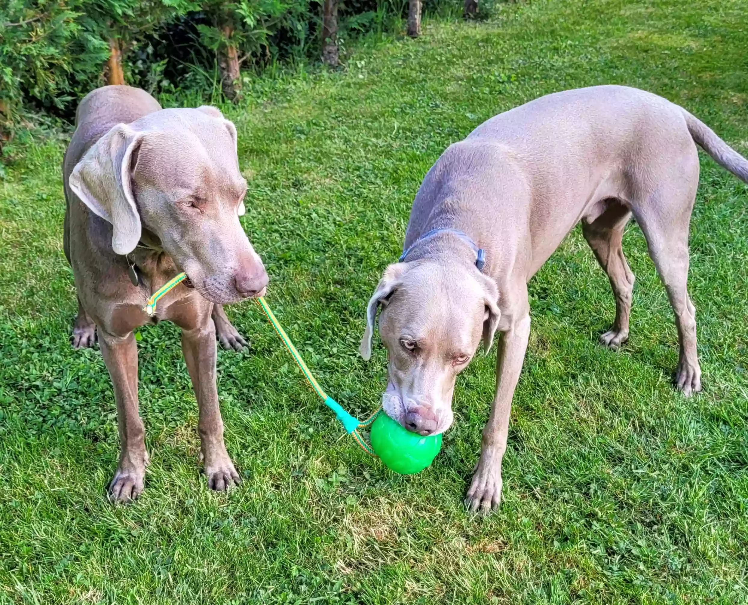 CQFDog - Educateur Comportementaliste Canin