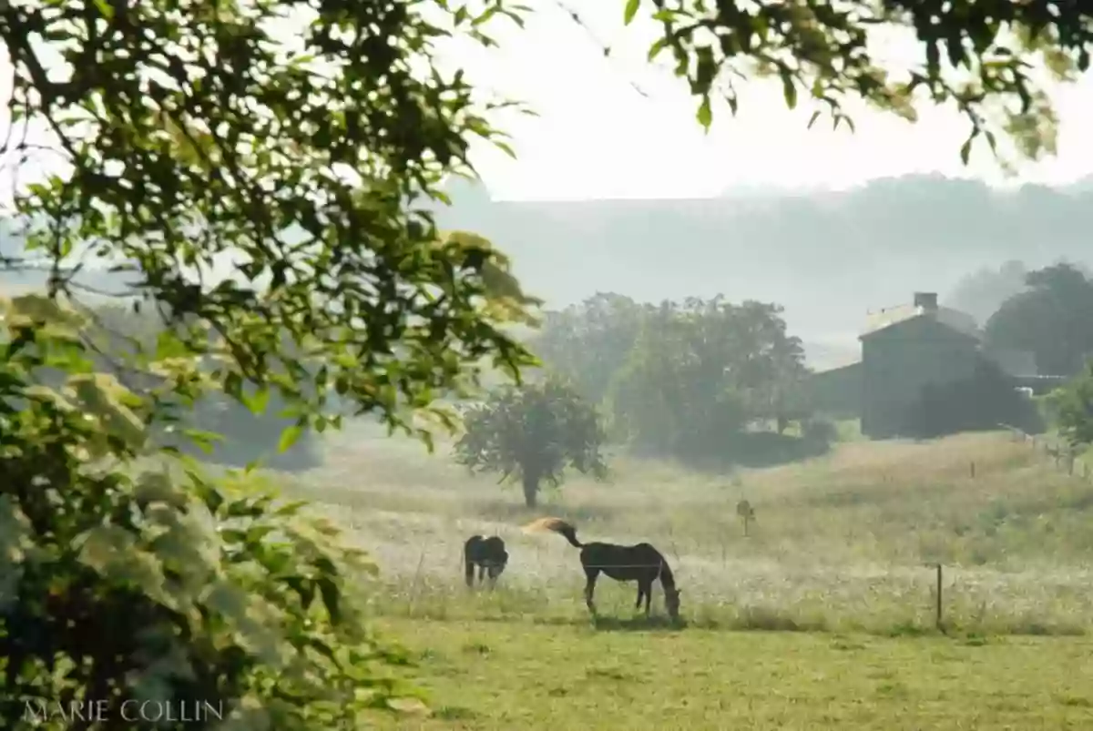 Écurie Domaine de Chantemerle:location de chambres d'hôtes, séminaire avec chevaux, proche N10 en Charente, Angoulême