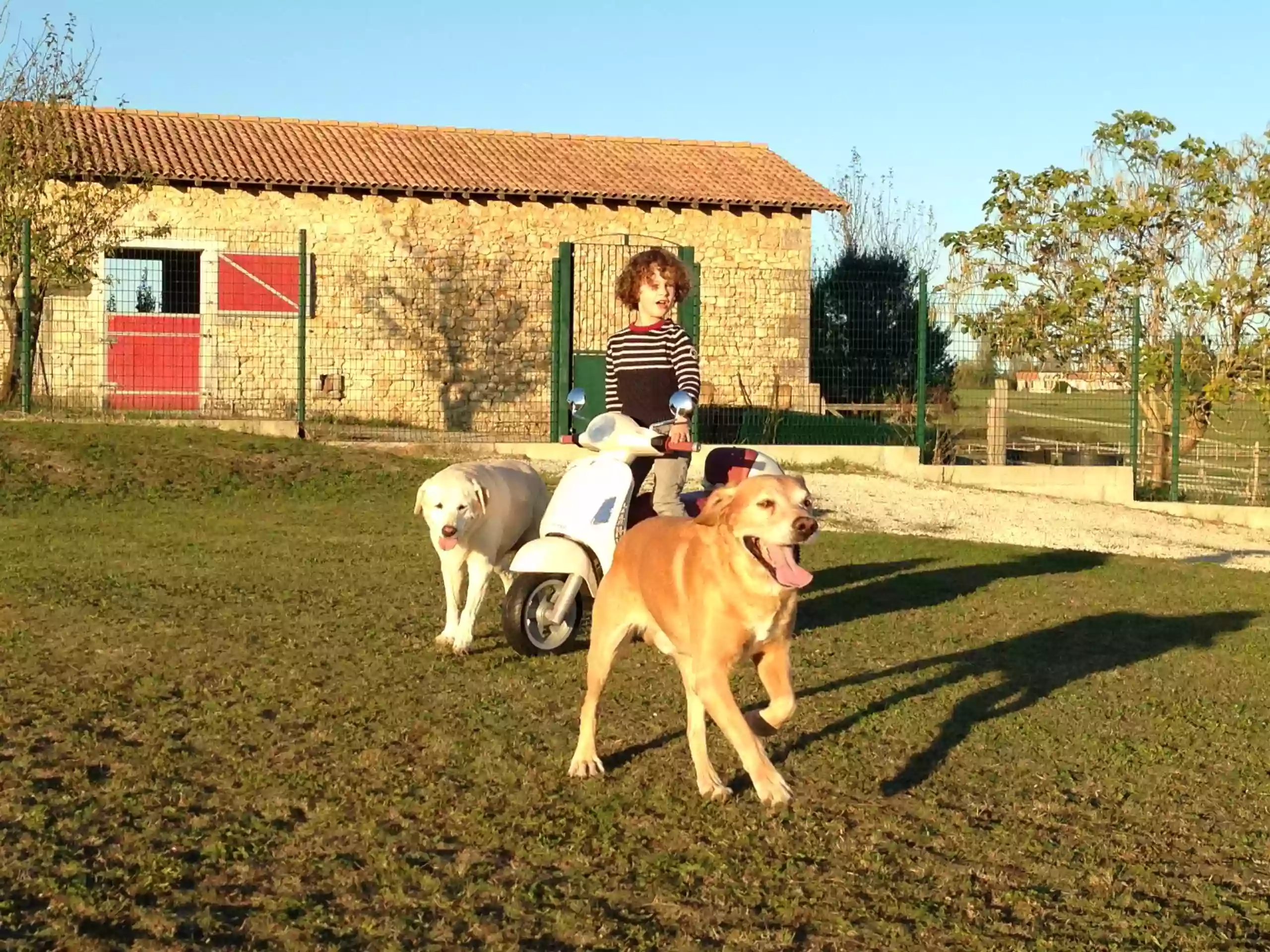 LA PENSION CANINE DE JULIE