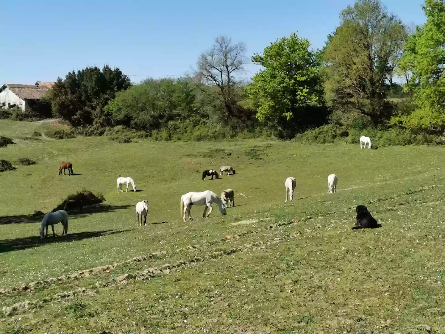 Poney Club Du Sudre, Haras du Sudre