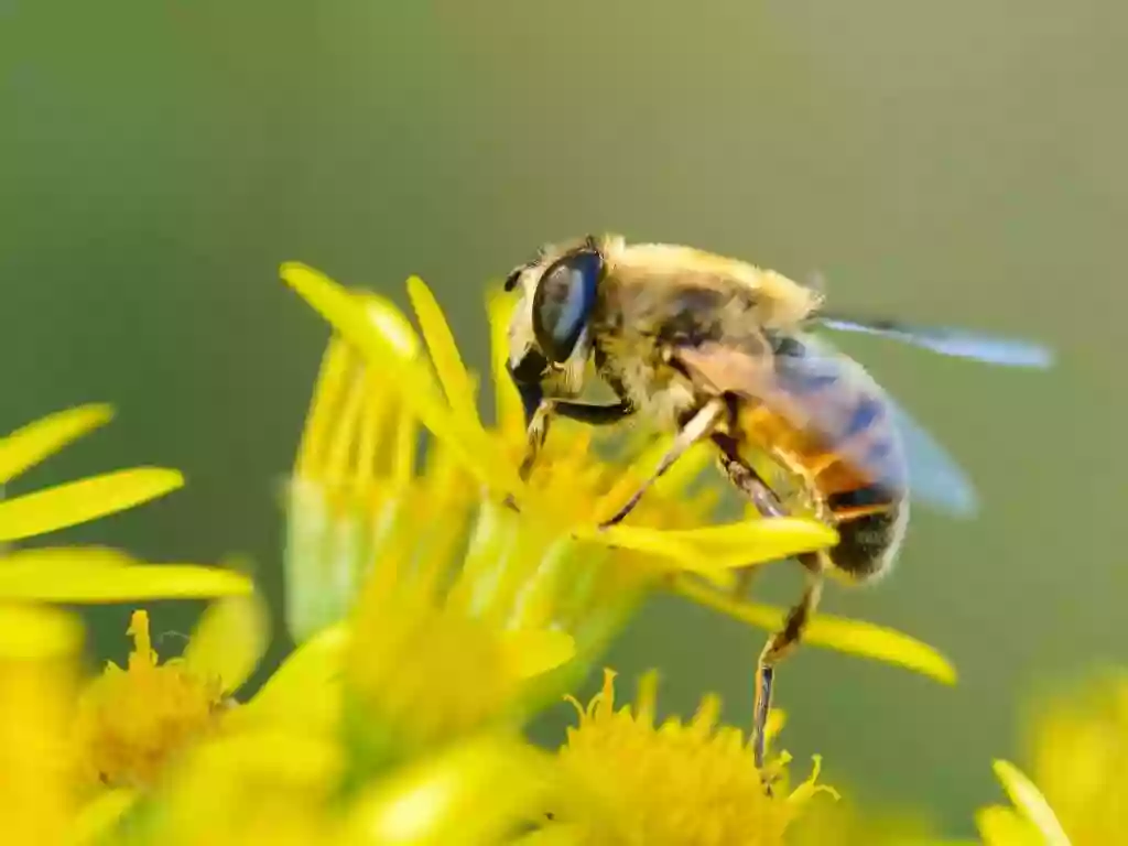 Abeille Hygiène Services SARL