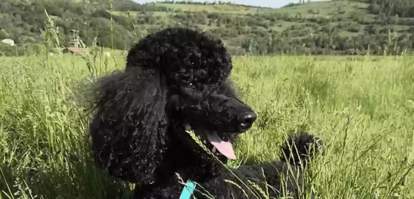 Le domaine du chien naturopathe animalier