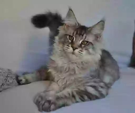 Chatterie Du Célécats. Maine Coon