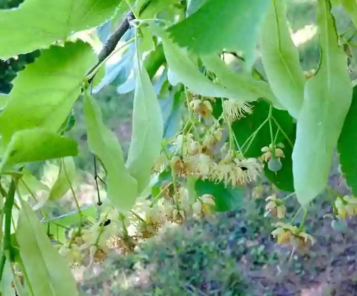 Domaine de Caderonne