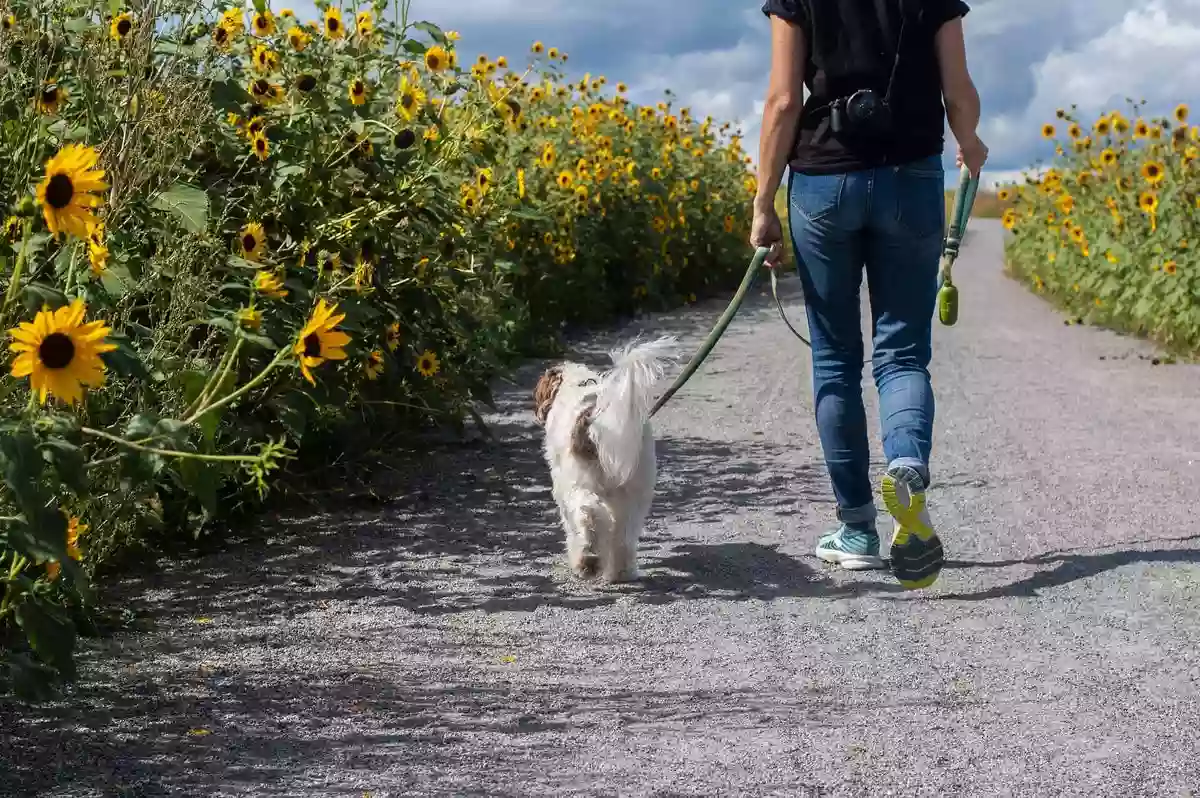 Matou’ et Toutou’lousains - petsitting : garde d’animaux à votre domicile