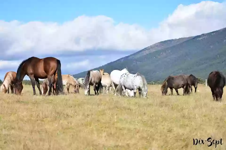 Mountain Pony