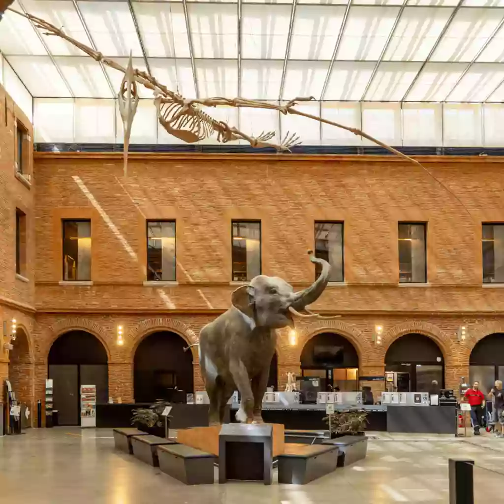 Muséum de Toulouse