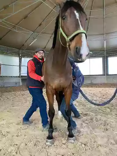 Dr JACOB Thomas Ostéopathie animale et dentisterie équine