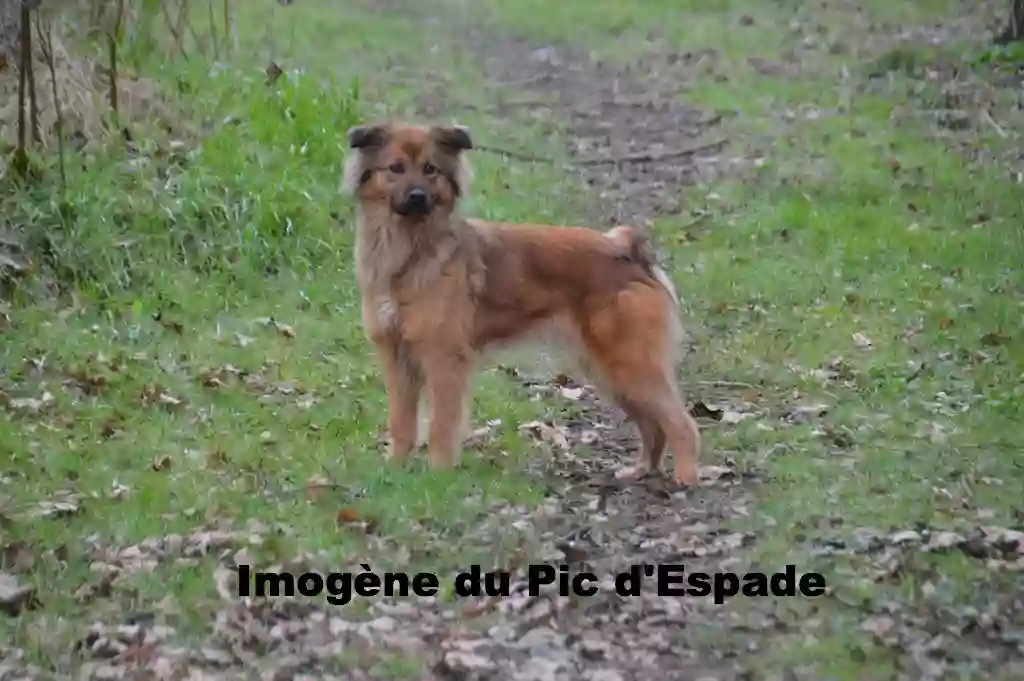 Saclier Alain et Patricia - Elevage de Bergers des Pyrénées à Face Rase de la Porte des Touim's