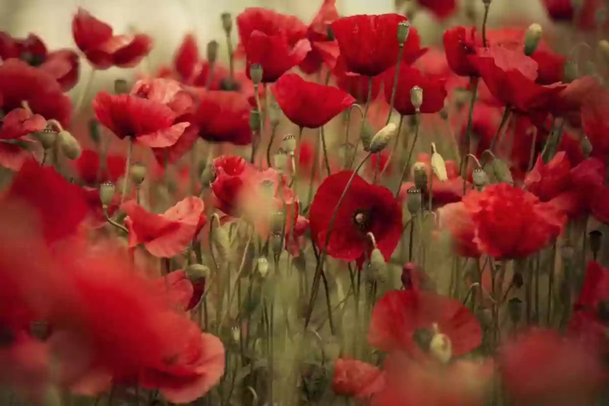 Aux coquelicots sauvages