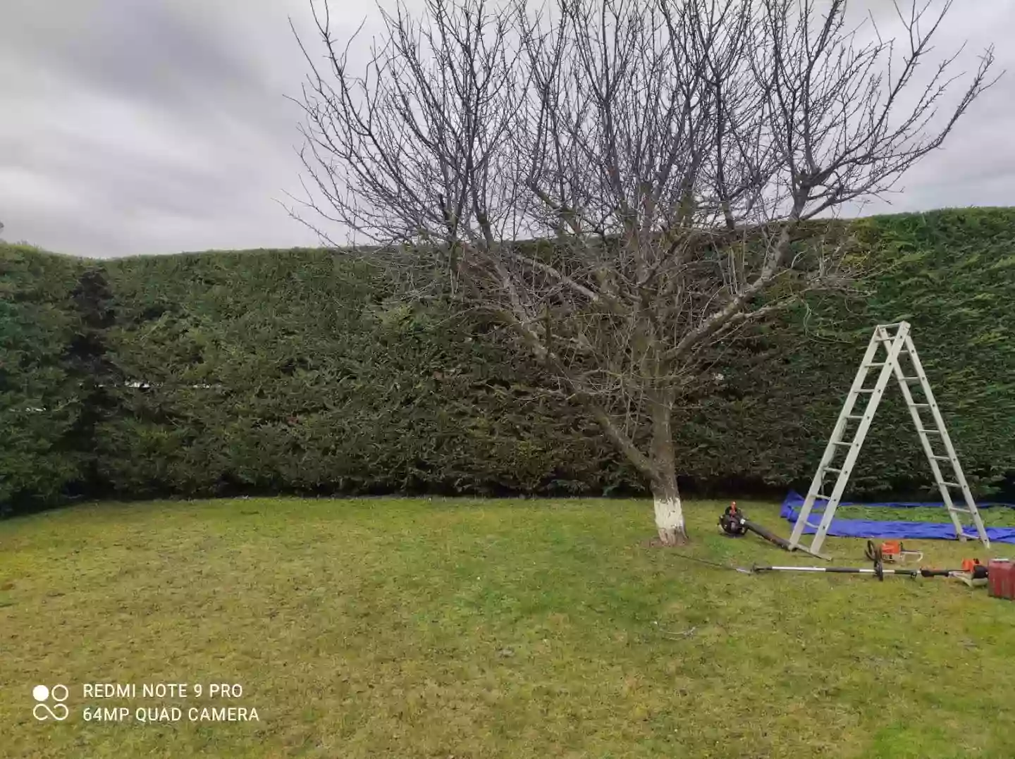 Jackel espaces verts: taille de haie entretien espaces verts abattage et dessouchage