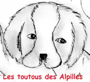 Les Toutous des Alpilles