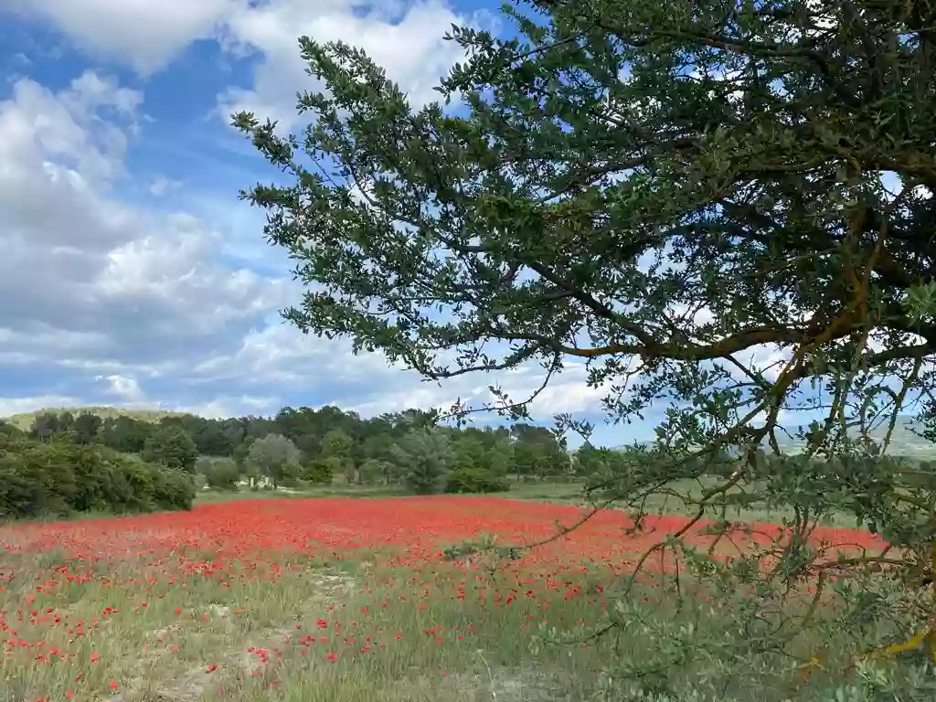 Une hirondelle en Provence