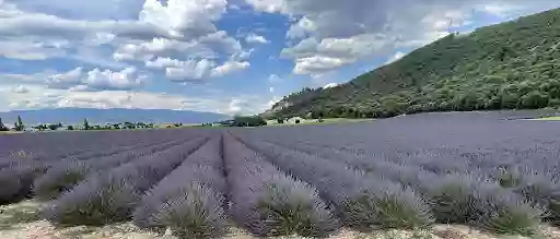 La maison dans l'olivette