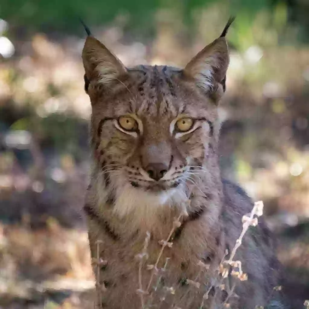 Lynx